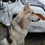 Wachhund vor Wohnmobil
